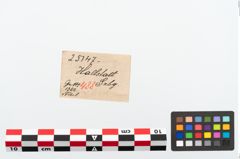 Etikett zu Bronzekahnfibel (NHMW-PRAE-025147)